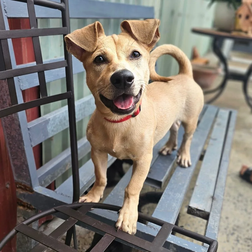 Petpage4