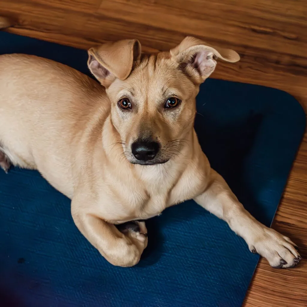 Petpage6